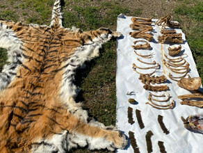 В частном доме сотрудники ФСБ нашли шкуру и кости амурских тигров 