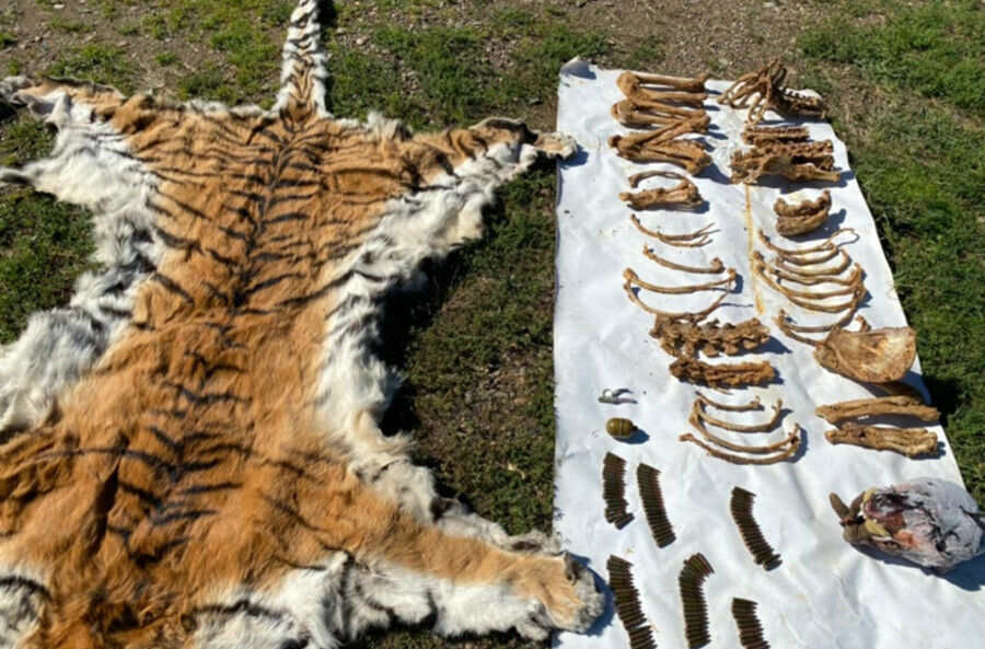 В частном доме сотрудники ФСБ нашли шкуру и кости амурских тигров 