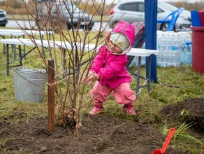 В отдаленном районе Благовещенска высадили аллею из сирени 