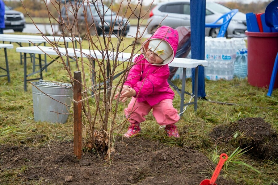 В отдаленном районе Благовещенска высадили аллею из сирени 