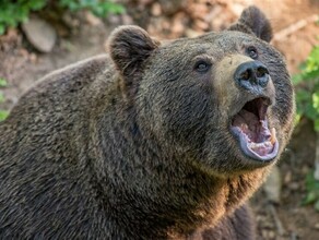 Крупный медведь задрал женщину на Дальнем Востоке