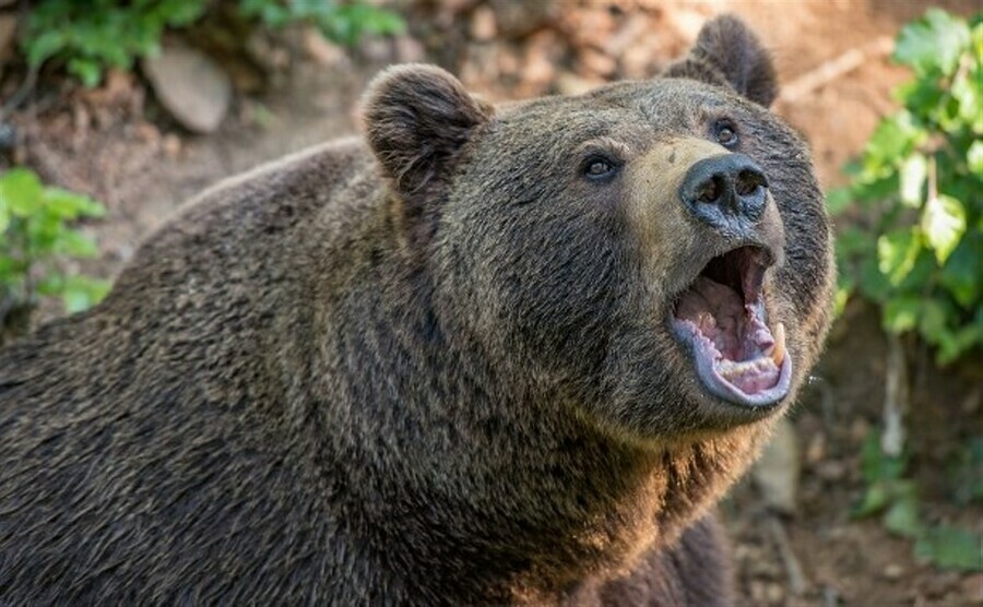 Крупный медведь задрал женщину на Дальнем Востоке