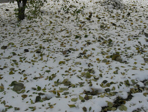 Местами в Амурской области мокрый снег прогноз погоды на 12 октября