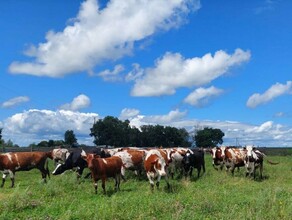 Семья из амурского села Дмитриевка развивает семейную ферму