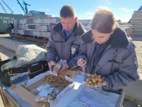 В Амурскую область впервые в этом году завезли экзотический фрукт глаз дракона