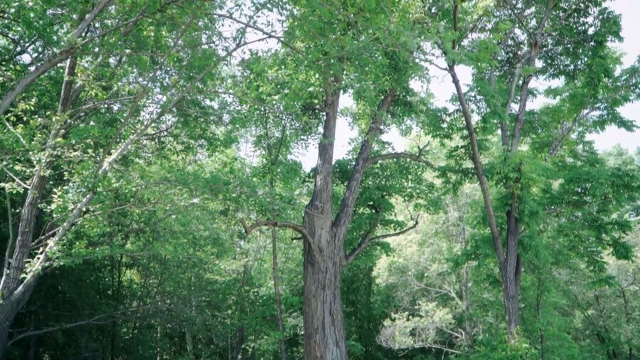 Старейшую липу Благовещенска скорее всего снесут Пересадить огромное дерево невозможно