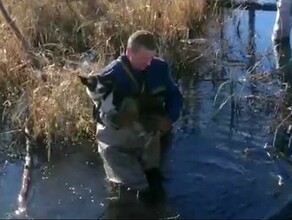 Спасатели помогли собаке которая застряла на островке среди воды