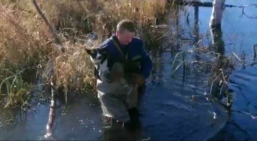 Спасатели помогли собаке которая застряла на островке среди воды