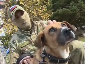 Росгвардеец в зоне СВО выходил израненного пса и привез его домой в Хабаровск