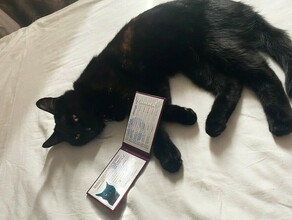Бесследно исчез знаменитый благовещенский кот Сажик