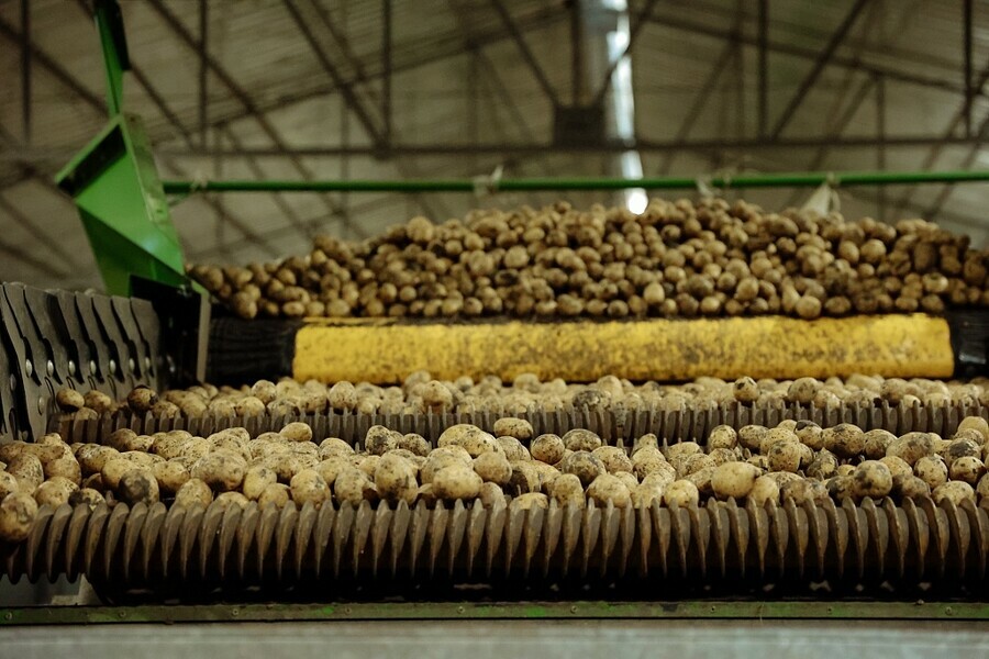 В Амурской области увеличилась урожайность картофеля