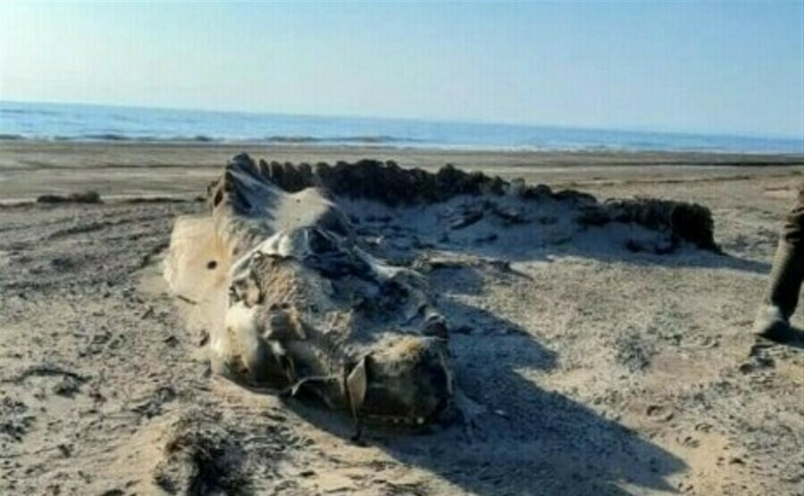 Амурчанин раскрыл тайну существа которое выбросило на океанском побережье Сахалина
