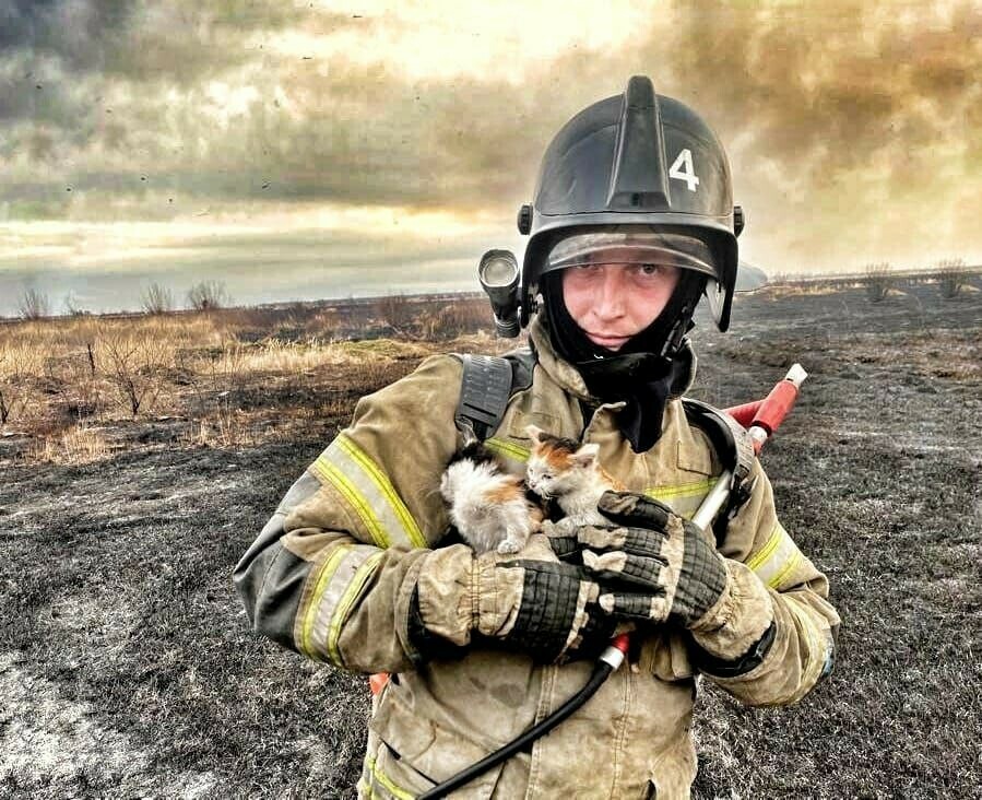 В Белогорске пожарные спасли двух котят во время пала