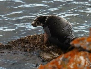 Минприроды России разрешило сливать очищенные воды в Байкал