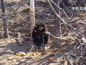 Профырчал и убежал бурого медведя освободили из охотничьей петли видео