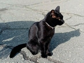 Похожего кота часто видят в районе БГПУ хозяйка известного благовещенского кота Сажика продолжает поиски любимца