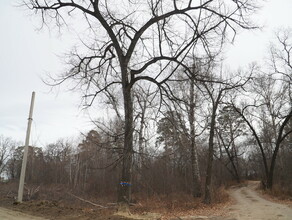 В Левашовской роще через которую проложат дорогу идет активная вырубка деревьев Что с вековой липой