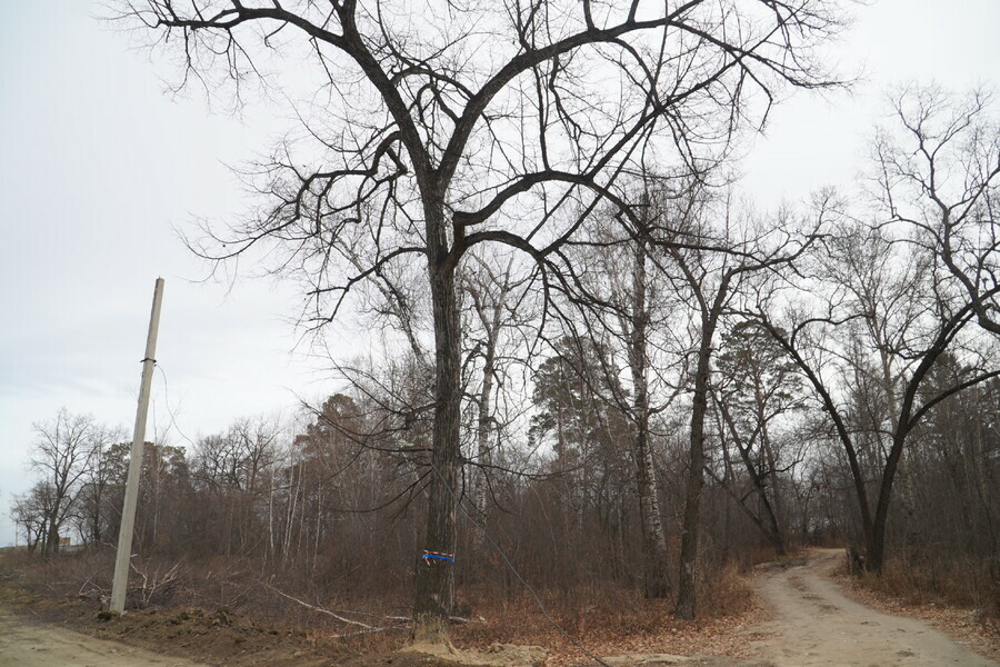 В Левашовской роще через которую проложат дорогу идет активная вырубка деревьев Что с вековой липой