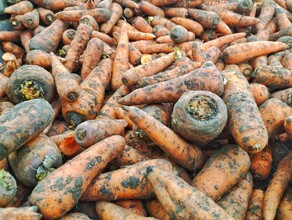 Амурская морковь подешевела а болгарский перец резко подорожал как изменились цены на продукты в Приамурье в октябре