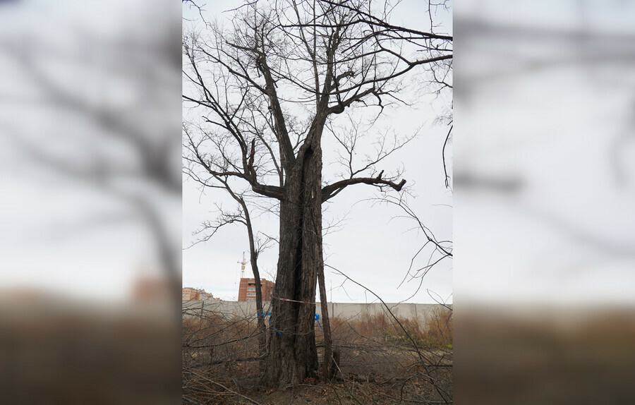 Старинной липе Благовещенска постановили приговор