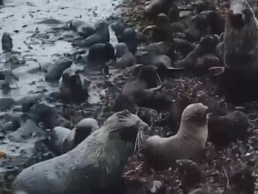 На Сахалине видеограф снял морских котиков которых бросили матери видео