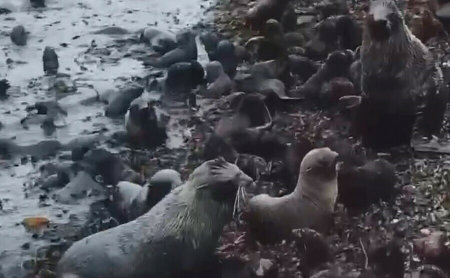 На Сахалине видеограф снял морских котиков которых бросили матери видео