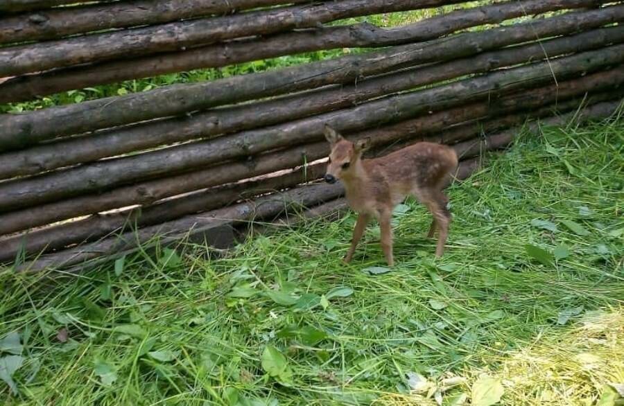 В природном парке Зейский выхаживают косуленка 