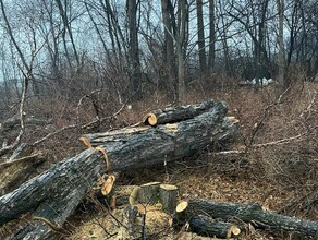 Город лишился достопримечательности в Благовещенске спилили дерево занесенное в Красную книгу