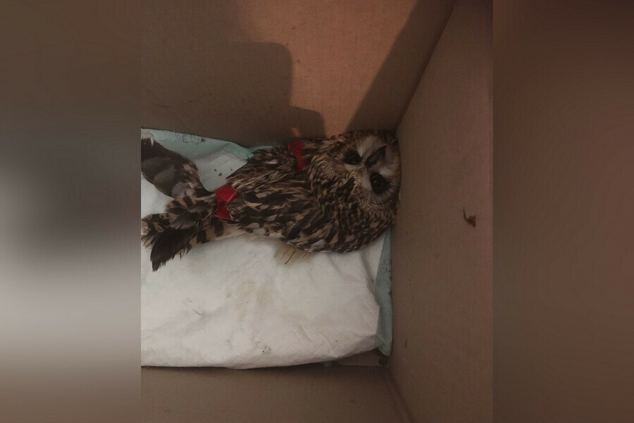 В Приамурье под опорой нашли раненого совёнка видео 