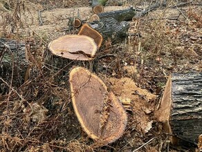 Одна из благовещенских компаний заплатит более 11 миллионов рублей за снос зеленых насаждений