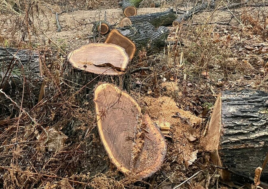 Одна из благовещенских компаний заплатит более 11 миллионов рублей за снос зеленых насаждений