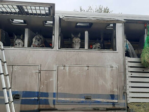 С Дальнего Востока в КНДР увезли 30 породистых лошадей