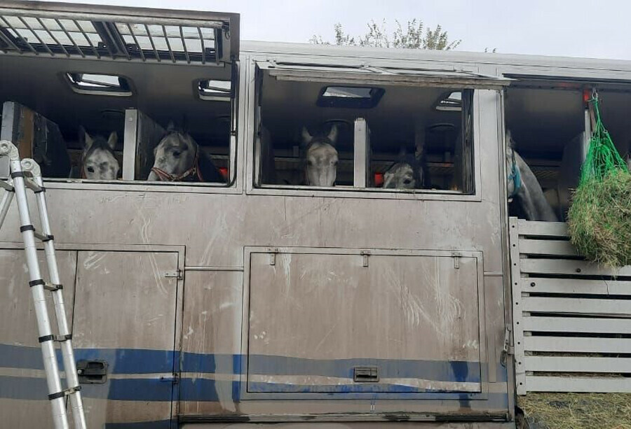 С Дальнего Востока в КНДР увезли 30 породистых лошадей