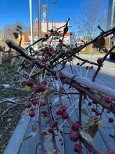 Садят сразу с яблоками для голодающих птиц Благовещенцы делятся фото высадки деревьев в сквере Бабочка