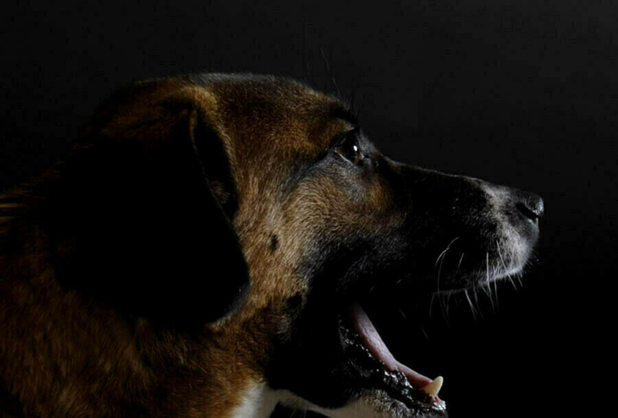 В Архаринском районе администрация выплатила компенсацию за укус бездомной собаки