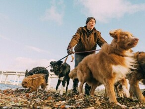 В Благовещенске на фестивале уличного кино победил собачий фильм Большая восьмерка Ивана Соснина