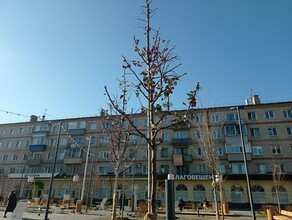 В благовещенском сквере Бабочка высадили до морозов три десятка деревьев