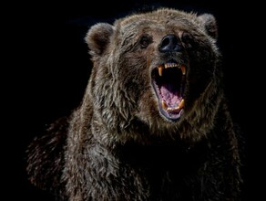Прокуратура Амурской области предварительно укусивший ребенка цирковой медведь был без намордника