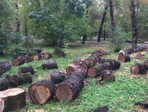 В Городском парке Благовещенска спилят несколько десятков деревьев