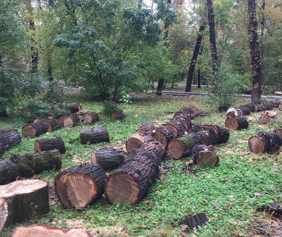 В Городском парке Благовещенска спилят несколько десятков деревьев