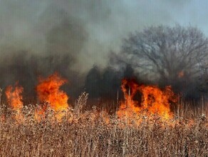 Система Лесохранитель зафиксировала почти 1 000 возгораний в Амурской области