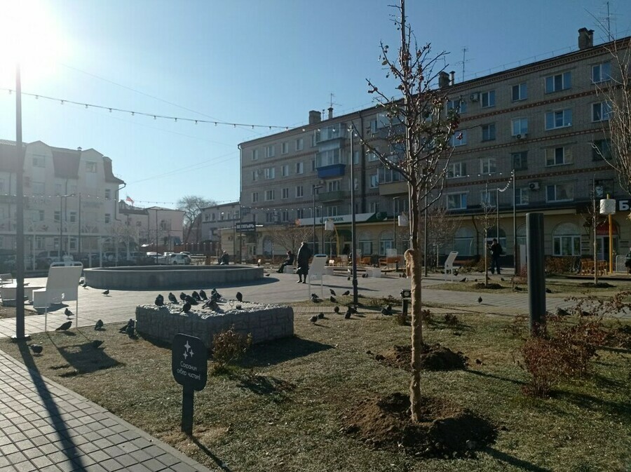 В сквере Бабочка в Благовещенске деревья готовят к зиме не хуже чем иностранные липы видео