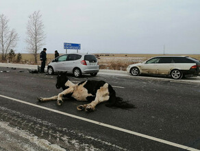 На дороге около Дмитриевки под колесами машины оказалась лошадь