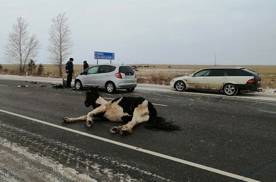 На дороге около Дмитриевки под колесами машины оказалась лошадь