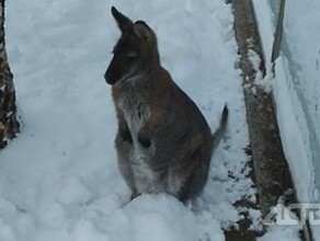 На Дальнем Востоке кенгуру пришли в шок от выпавшего снега видео