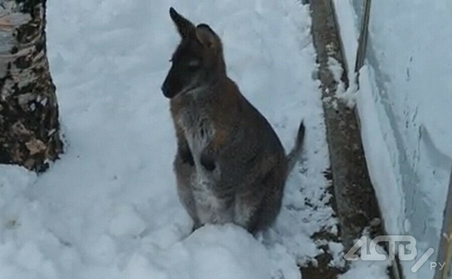 На Дальнем Востоке кенгуру пришли в шок от выпавшего снега видео