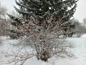 В Приамурье слабый ветер небольшой мороз и снова снег прогноз погоды на 17 ноября