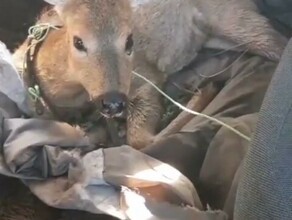 В амурское село забежала косуля Жителям пришлось отбивать ее от стаи собак видео