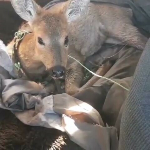 В амурское село забежала косуля Жителям пришлось отбивать ее от стаи собак видео