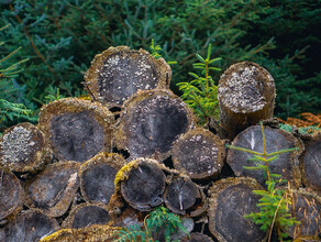 По фактам незаконных рубок деревьев в Амурской области возбуждены уголовные дела